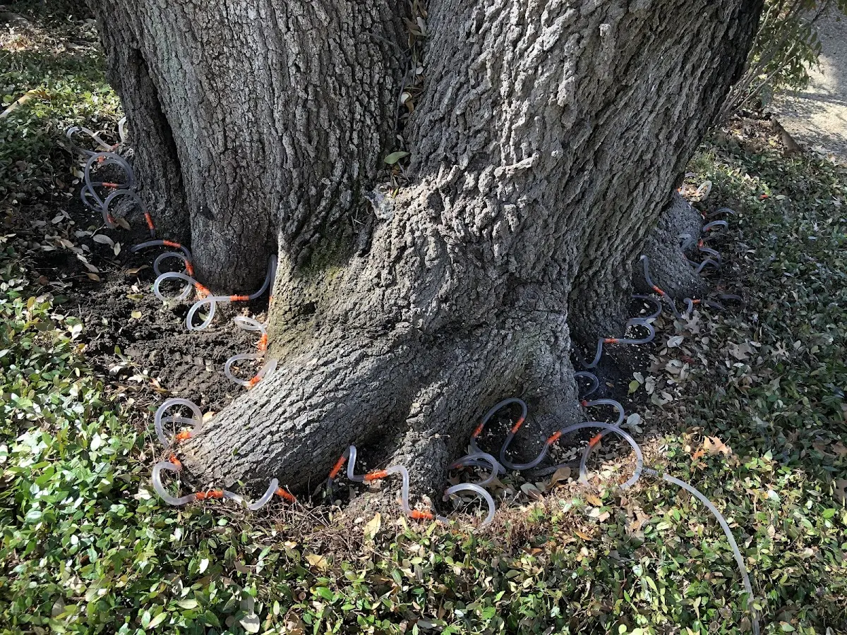Detailed Tree Cabling and Bracing job site in North Canton